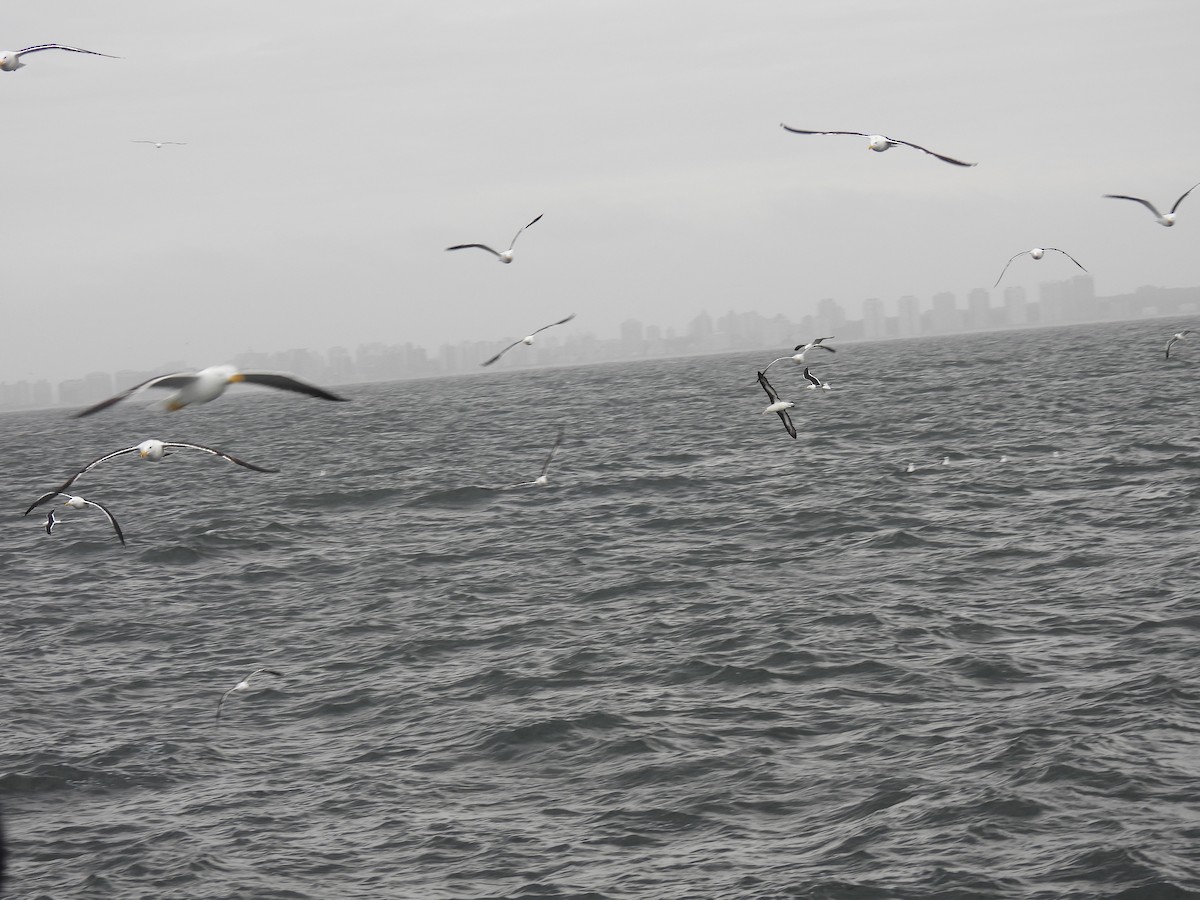 Black-browed Albatross - ML623569984