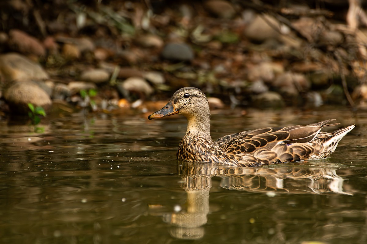 Canard colvert - ML623569997