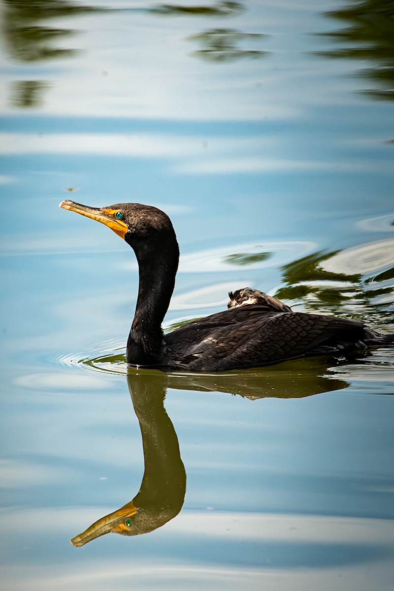 Cormoran à aigrettes - ML623570002