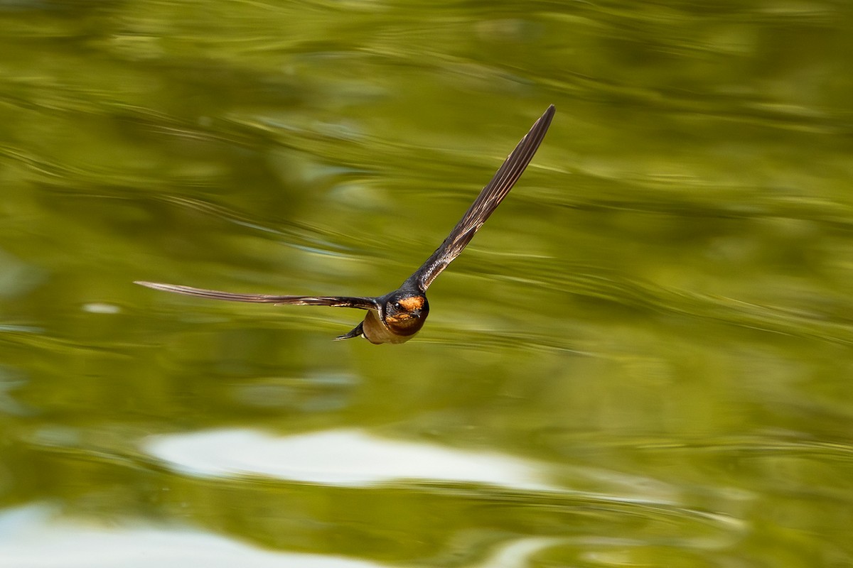 Barn Swallow - ML623570015