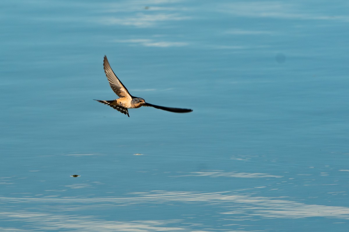 Barn Swallow - ML623570017