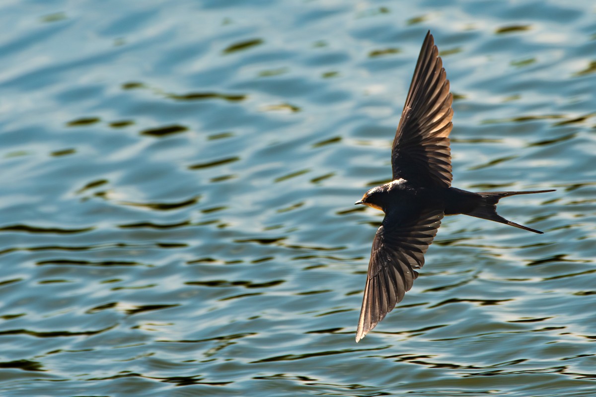 Barn Swallow - ML623570018