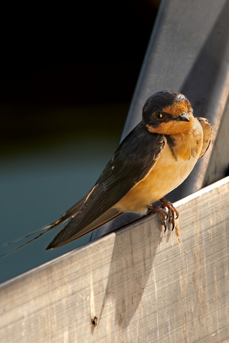 Barn Swallow - ML623570019