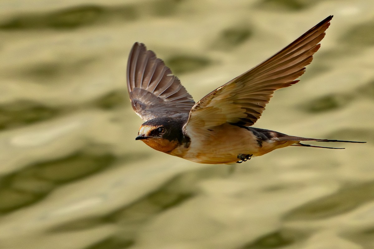 Barn Swallow - ML623570020