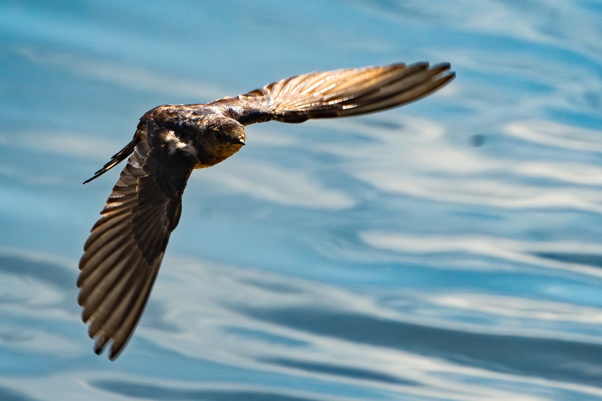 Barn Swallow - ML623570021