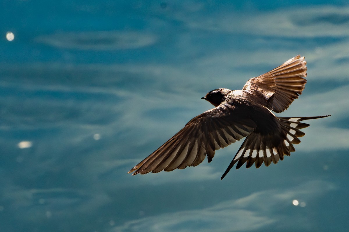 Barn Swallow - ML623570022