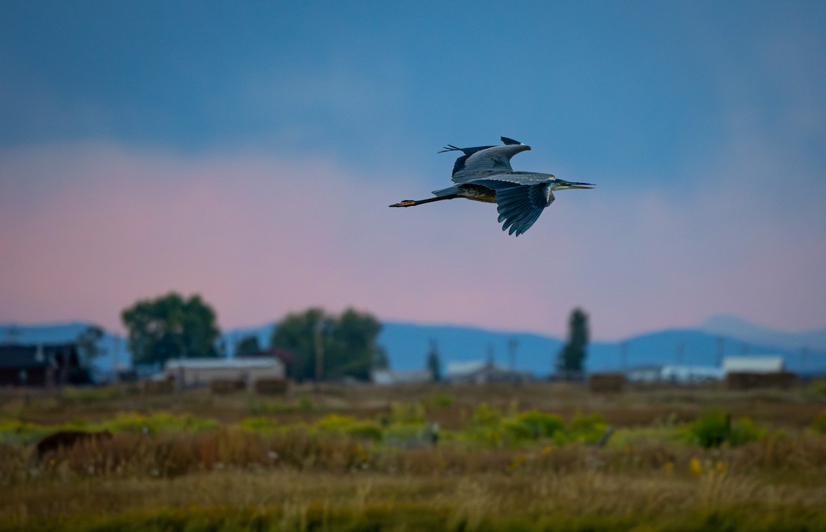 Garza Azulada - ML623570064