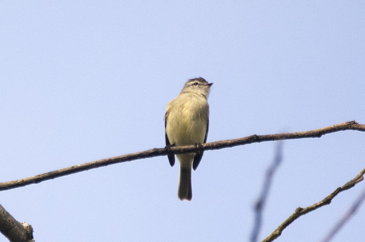 Planalto Tyrannulet - ML623570065