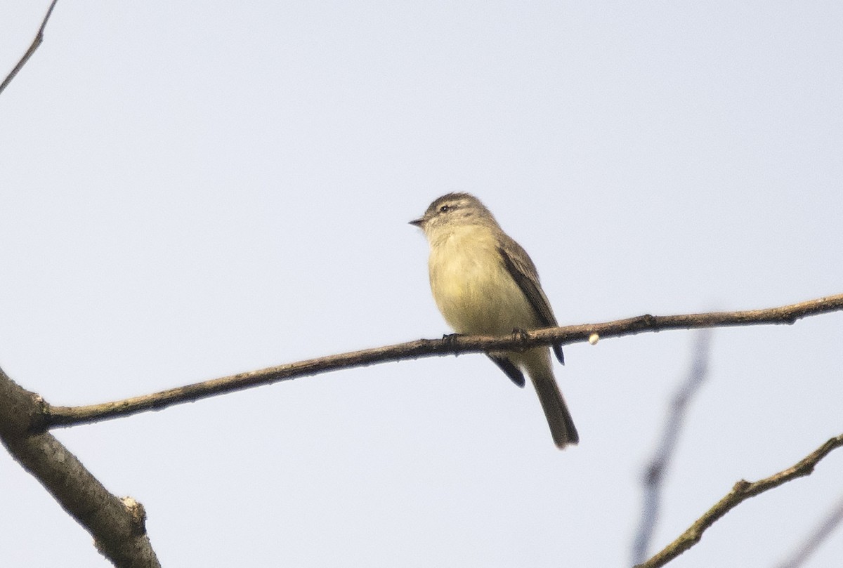 Planalto Tyrannulet - ML623570066