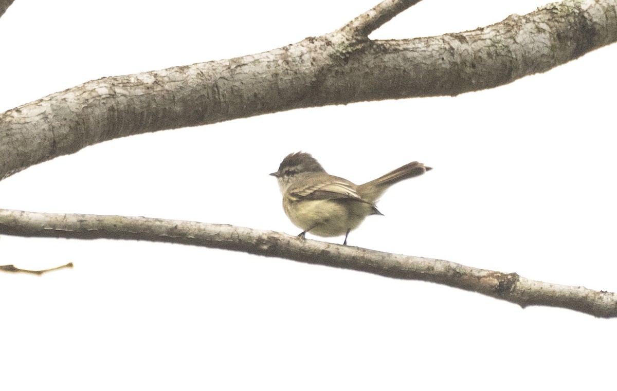 Planalto Tyrannulet - ML623570067