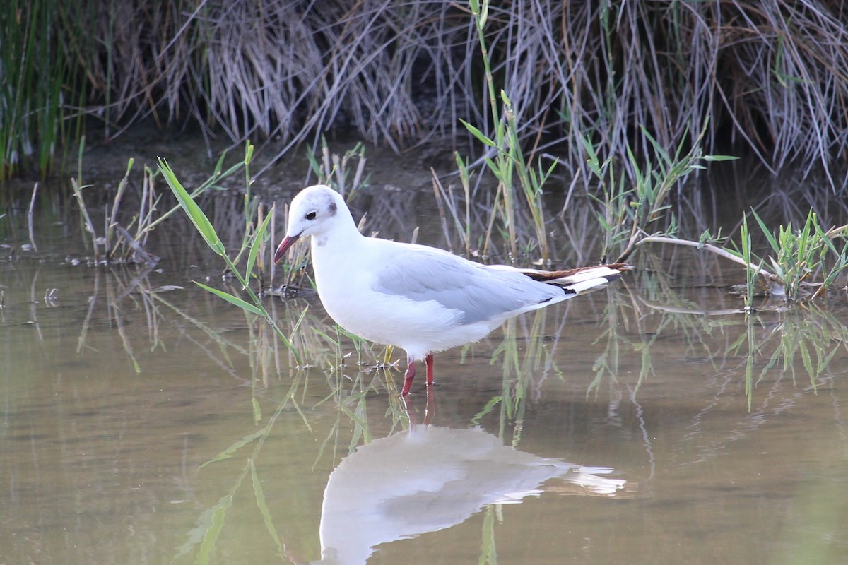 ユリカモメ - ML623570099