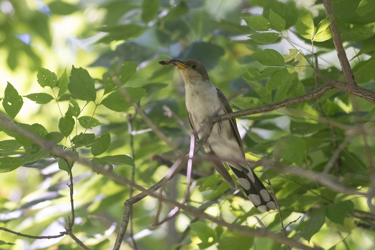 Yellow-billed Cuckoo - ML623570124