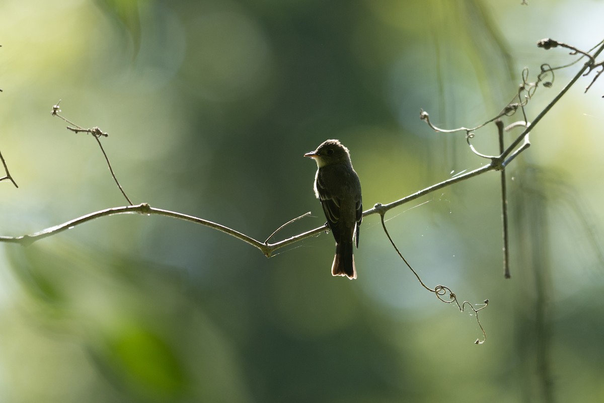 Eastern Wood-Pewee - ML623570130