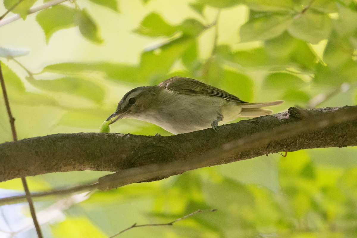 Red-eyed Vireo - Megan Kasprzak