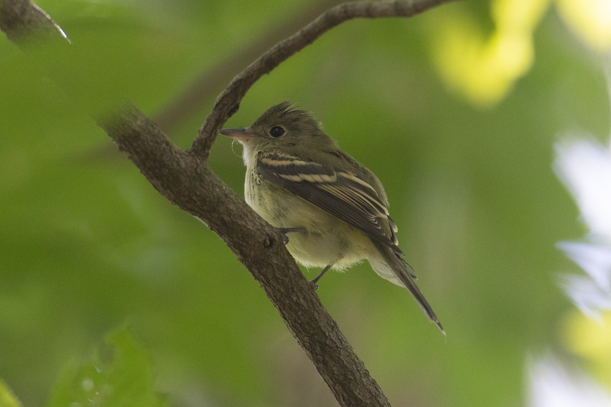 Acadian Flycatcher - ML623570135