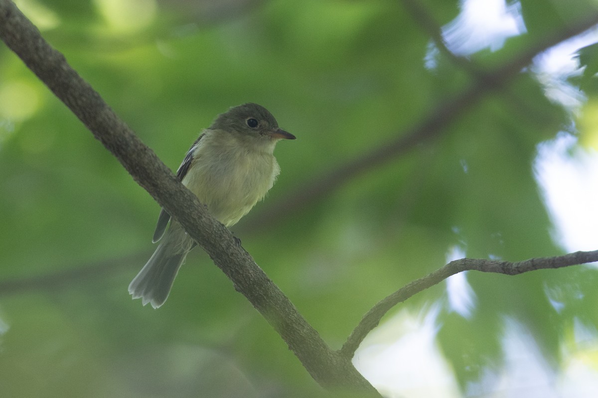 Acadian Flycatcher - ML623570136