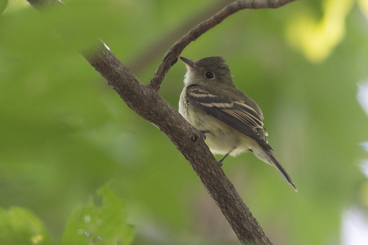 Acadian Flycatcher - ML623570137