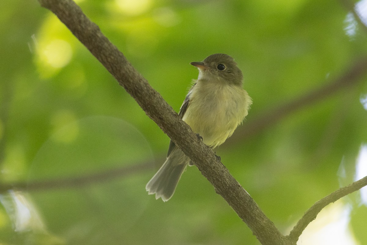 Acadian Flycatcher - ML623570138