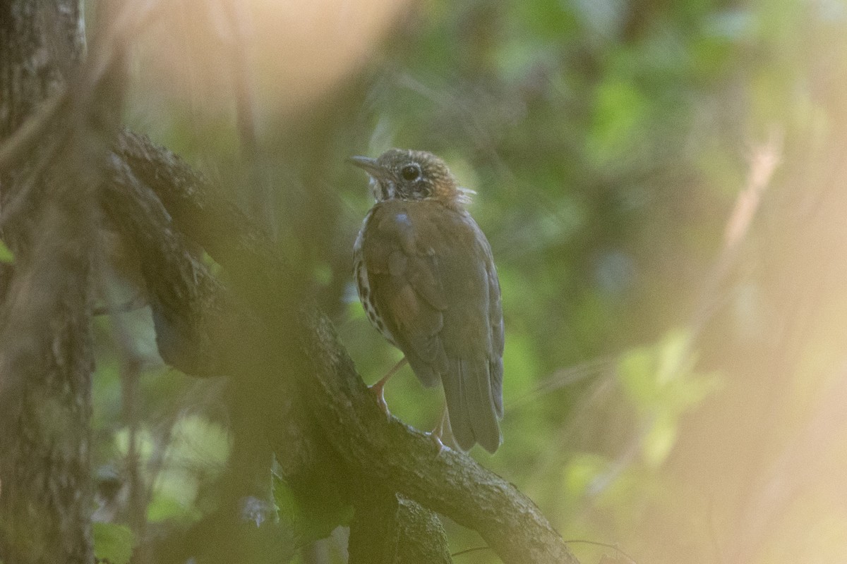 Wood Thrush - ML623570143