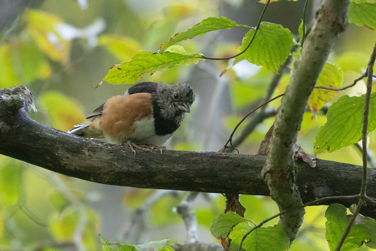 Eastern Towhee - ML623570145