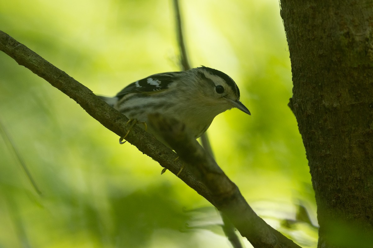 Black-and-white Warbler - ML623570150