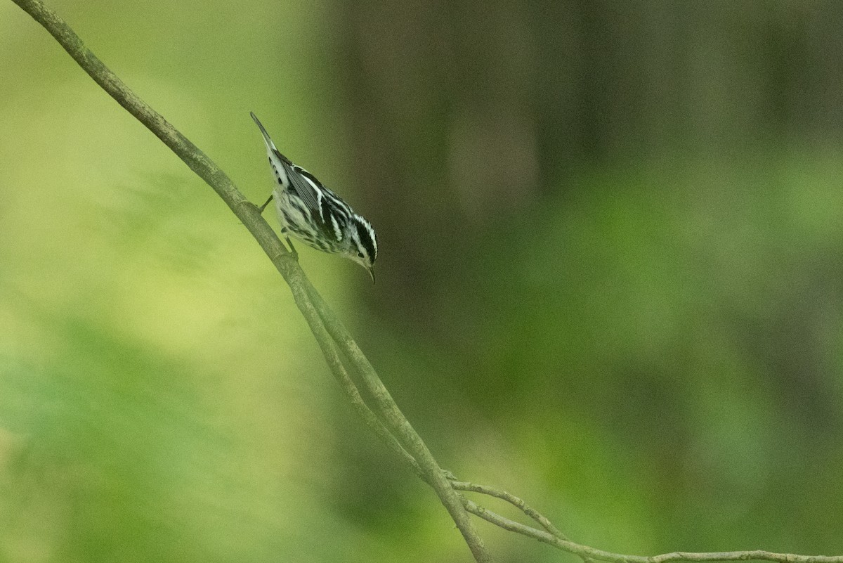 Black-and-white Warbler - ML623570151