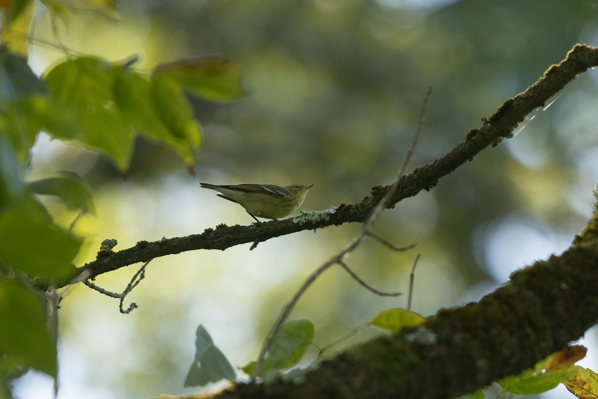 Blackpoll Warbler - ML623570162