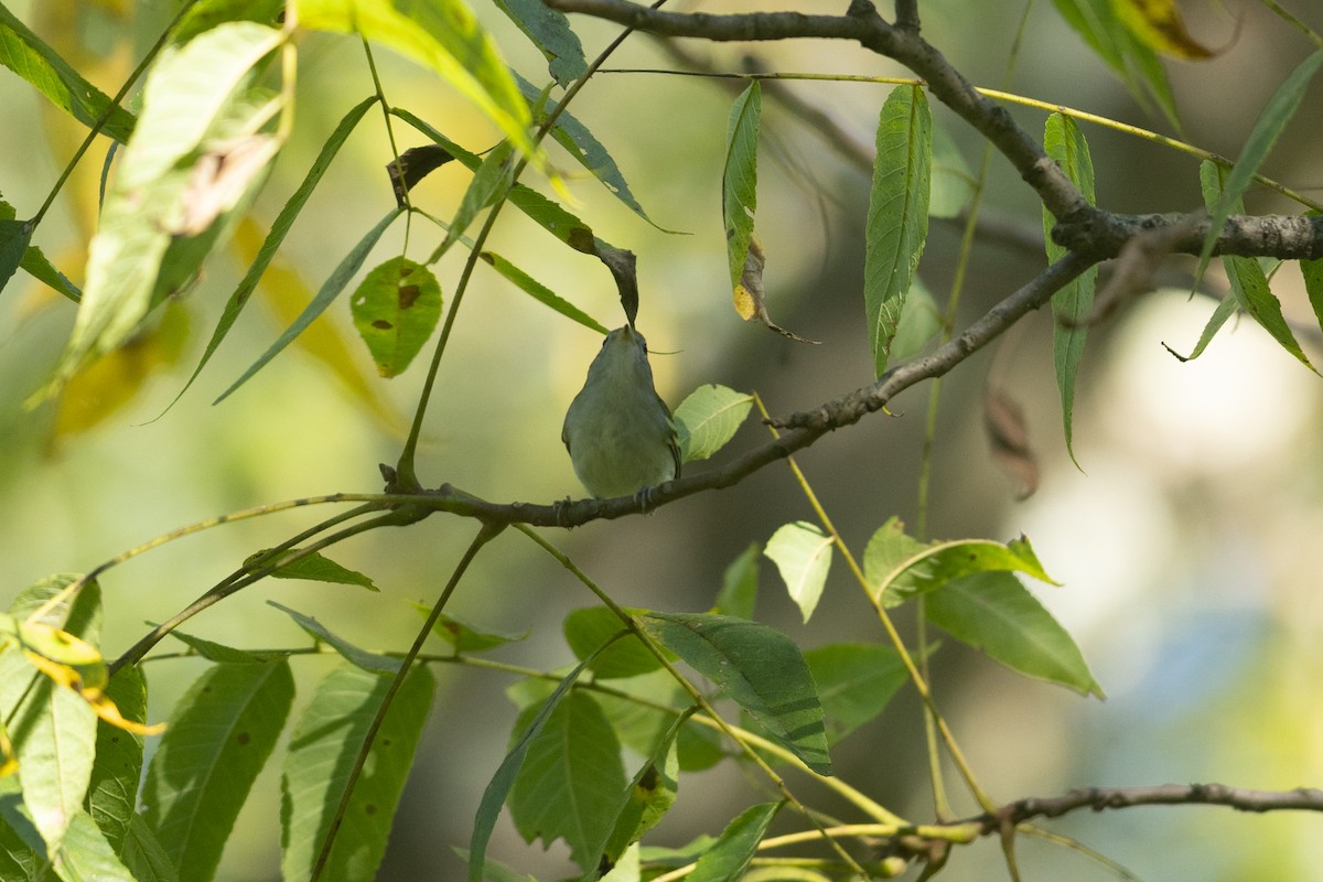 Chestnut-sided Warbler - ML623570168