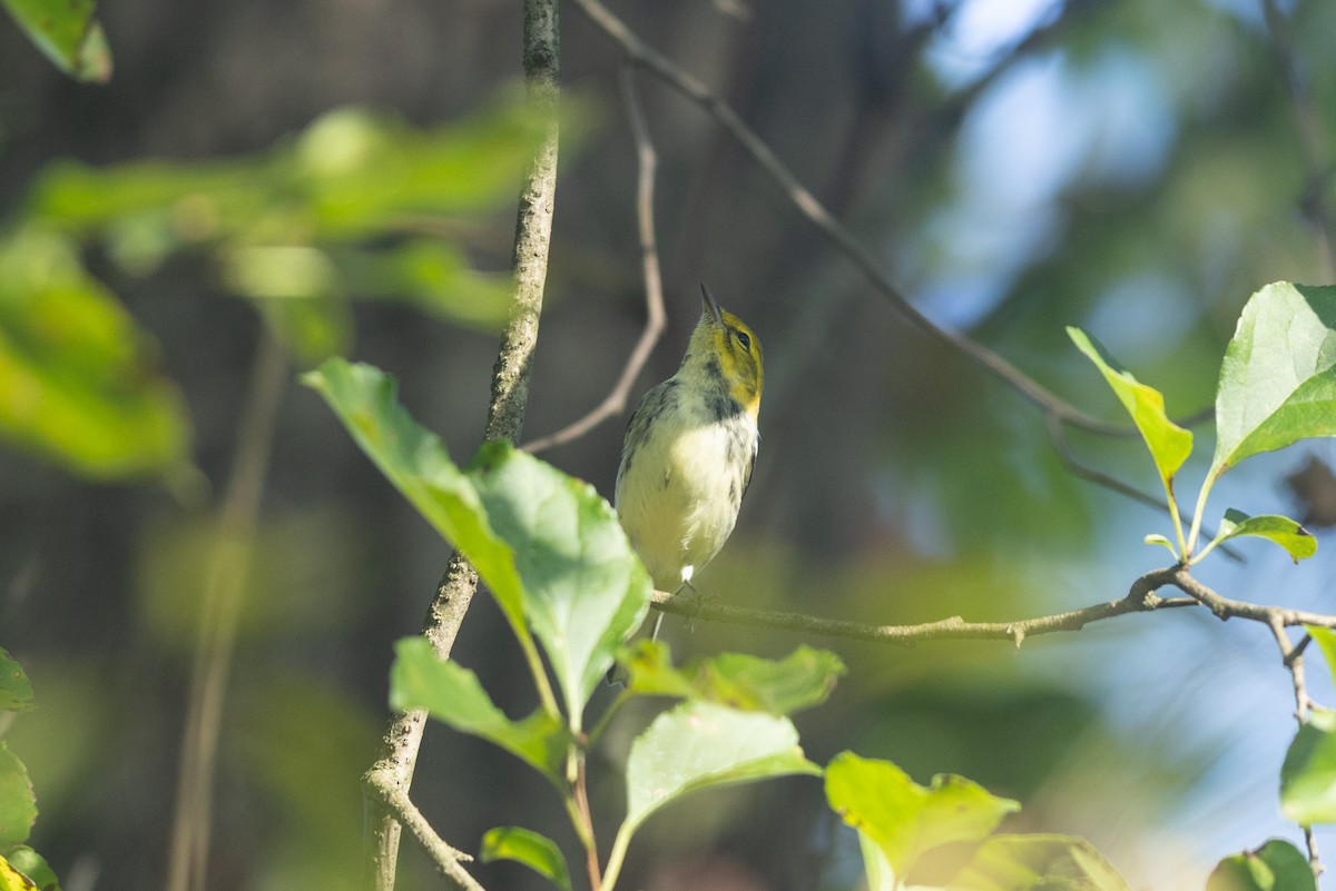 Black-throated Green Warbler - ML623570176