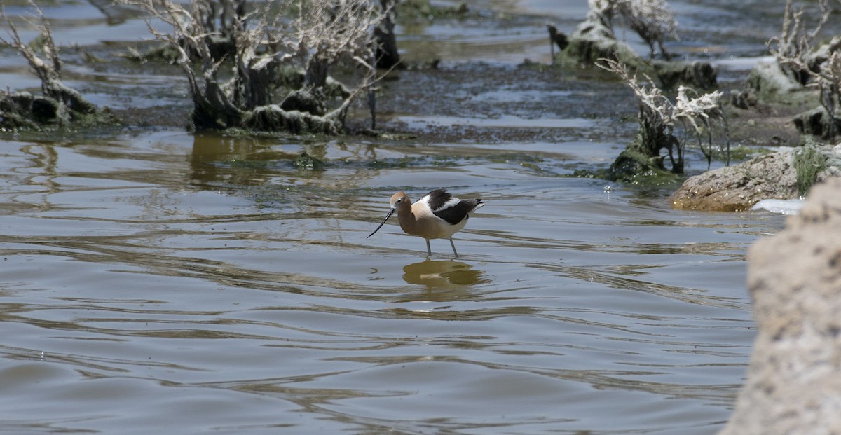 American Avocet - ML623570199