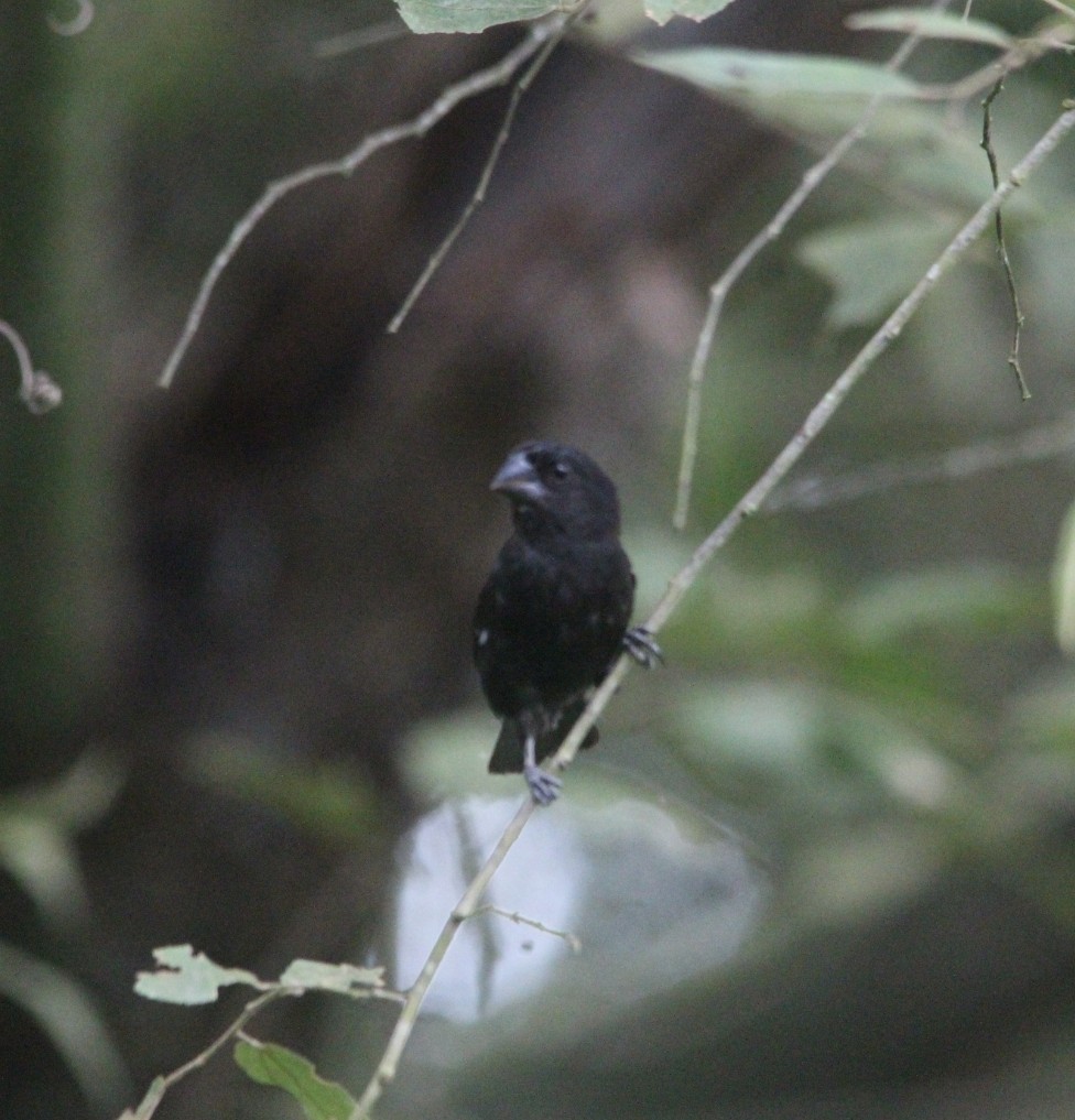 Thick-billed Seed-Finch - ML623570235