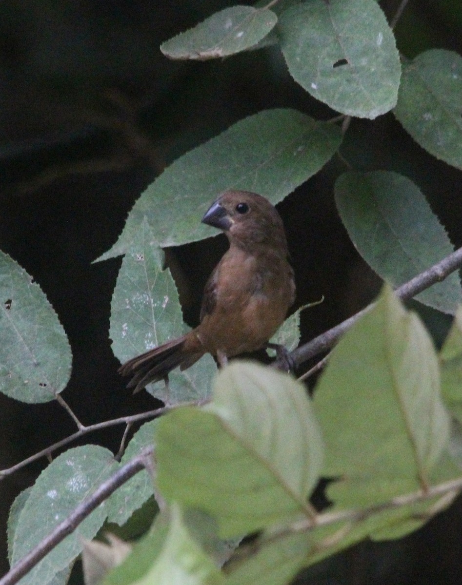 Thick-billed Seed-Finch - ML623570236