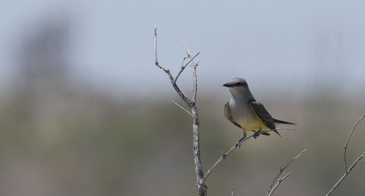 Western Kingbird - ML623570253