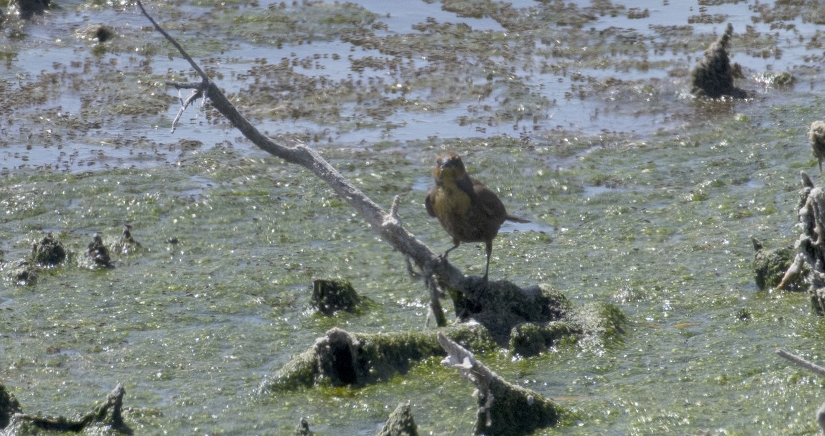 Yellow-headed Blackbird - ML623570285