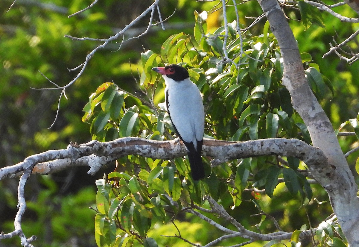 Black-tailed Tityra - ML623570296