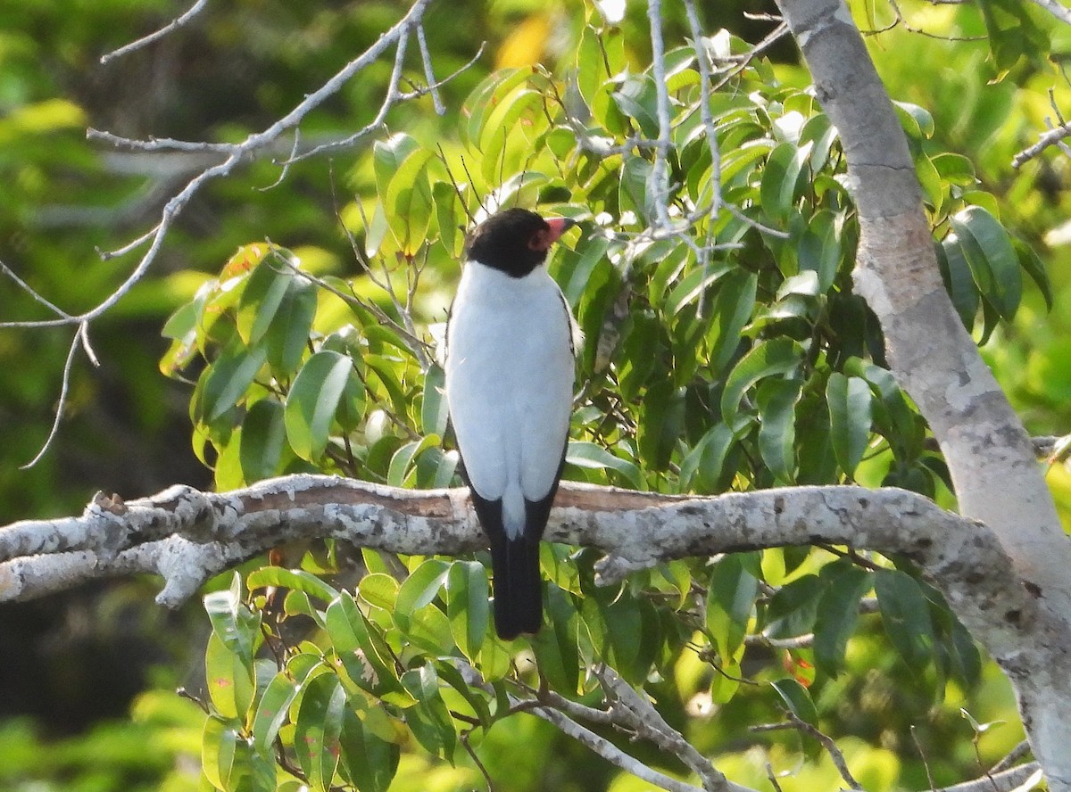 Black-tailed Tityra - Matt Kelly