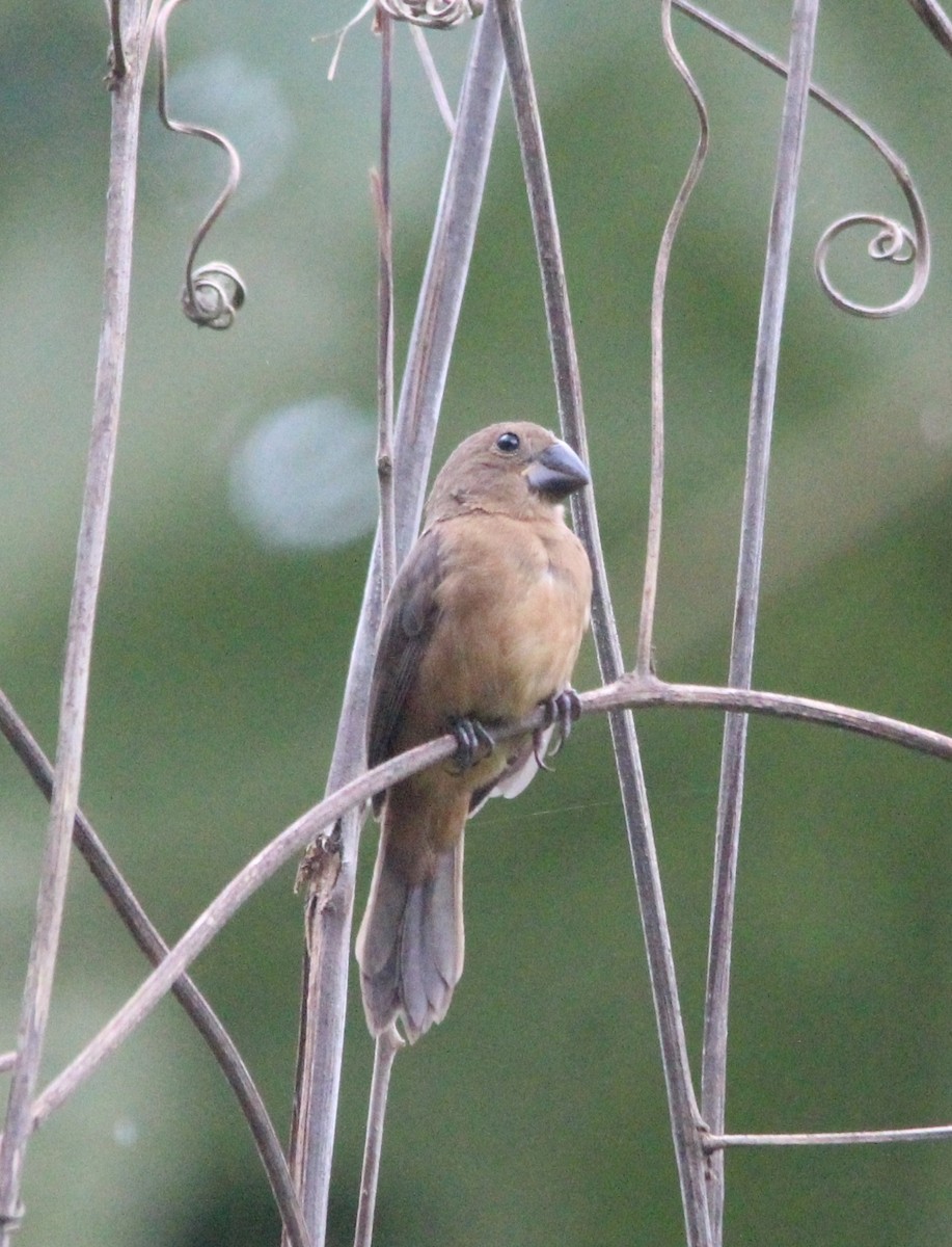 Thick-billed Seed-Finch - Paul 🐈🔭🦜 Rodríguez @elpuma