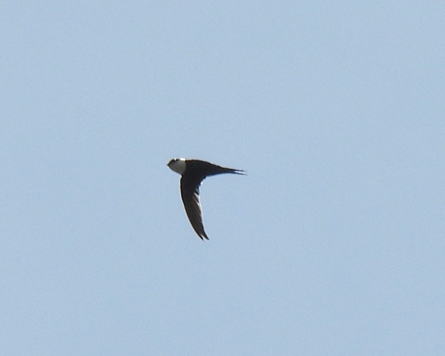 Lesser Swallow-tailed Swift - ML623570377