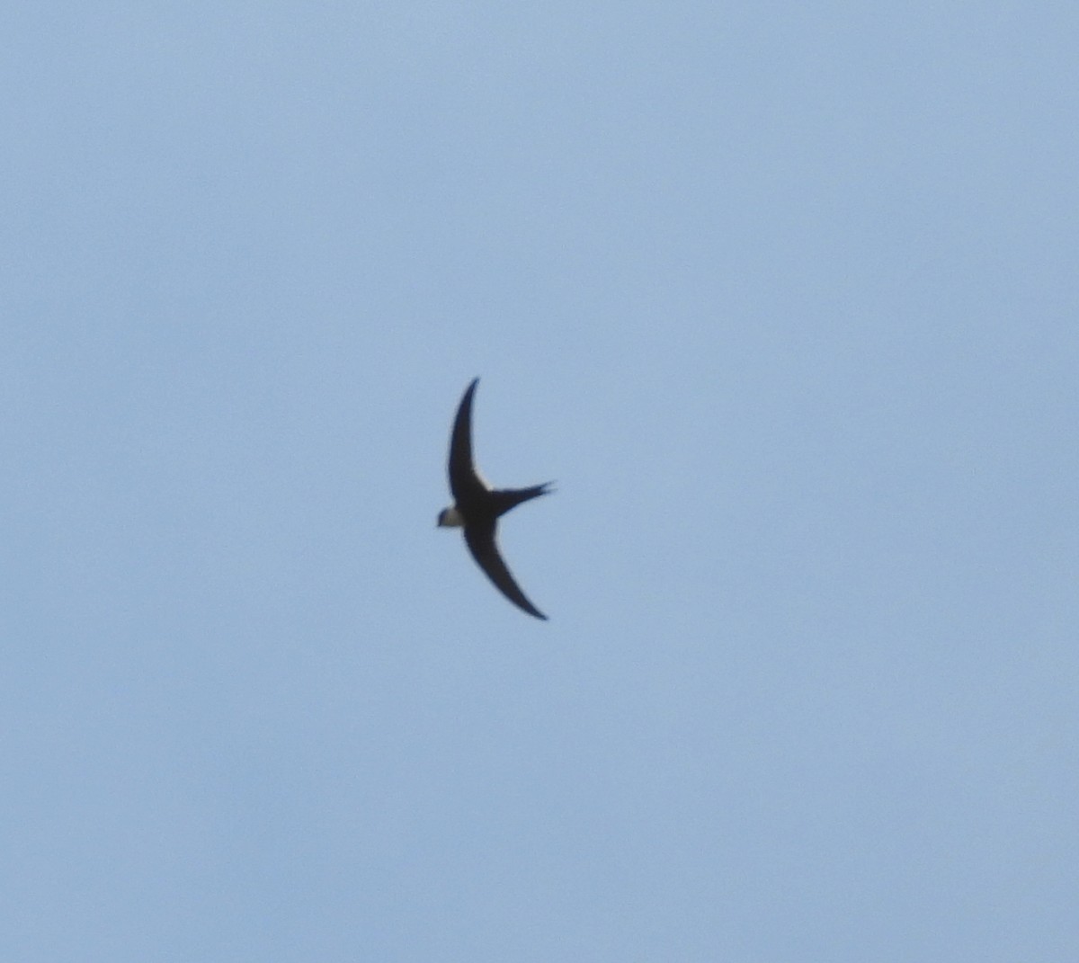 Lesser Swallow-tailed Swift - ML623570378