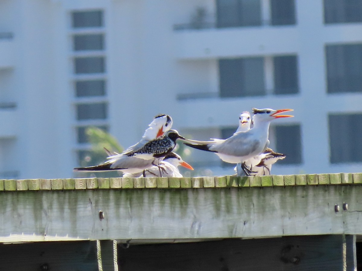 Black-bellied Plover - ML623570385