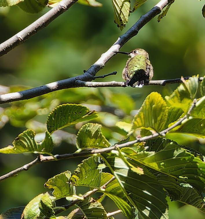 Colibrí Gorjirrubí - ML623570387