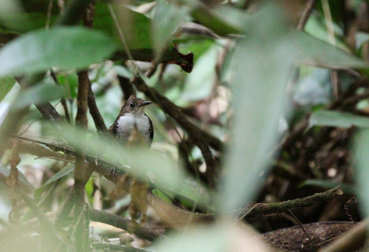 Scaly-breasted Wren (Southern) - ML623570413