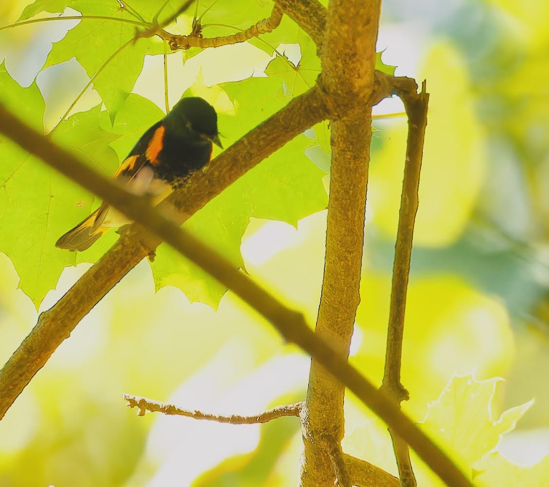 American Redstart - Becki Guy