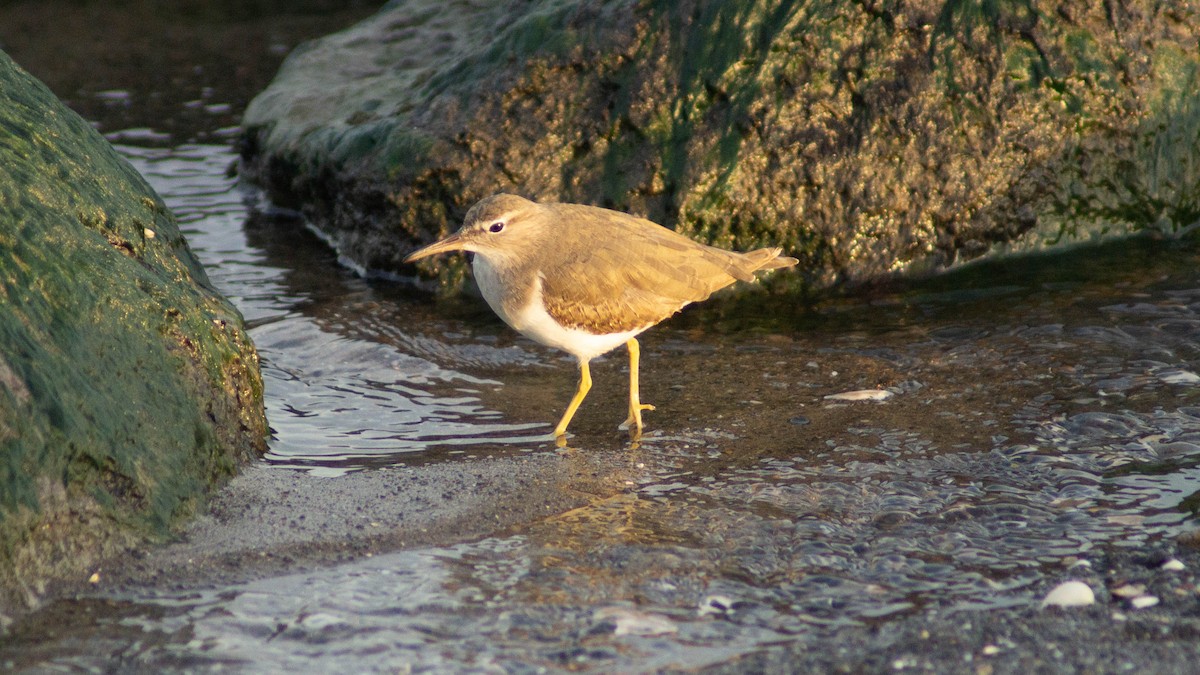 Spotted Sandpiper - ML623570450