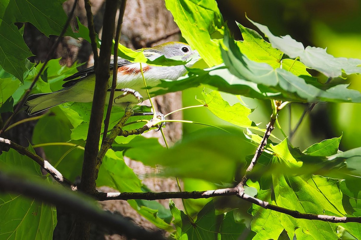 Chestnut-sided Warbler - Becki Guy