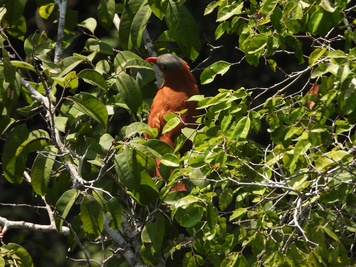 Black-bellied Cuckoo - ML623570481