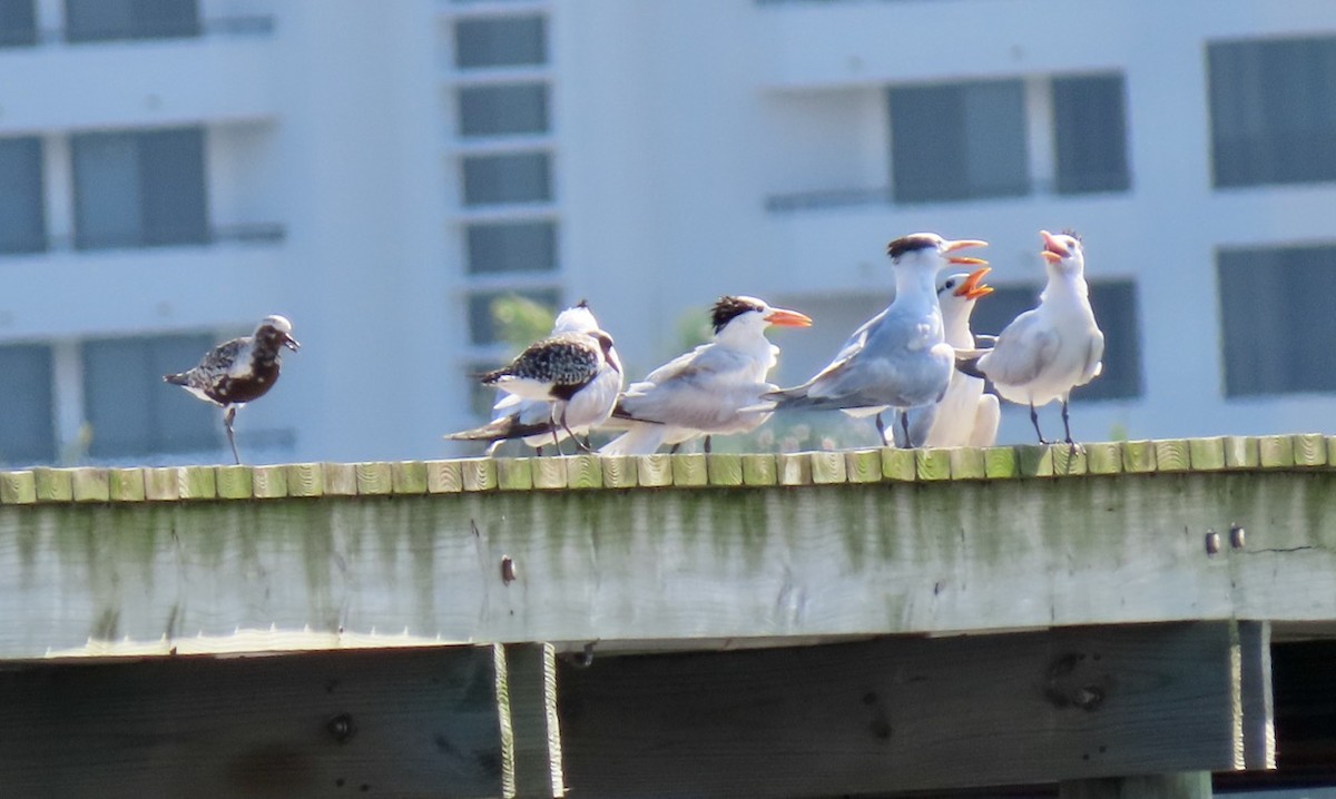 Royal Tern - ML623570493