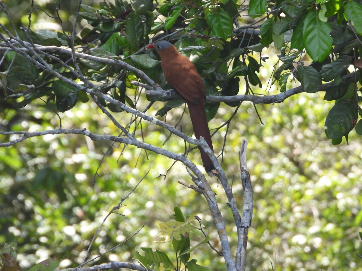 Cuco Ardilla Ventrinegro - ML623570501