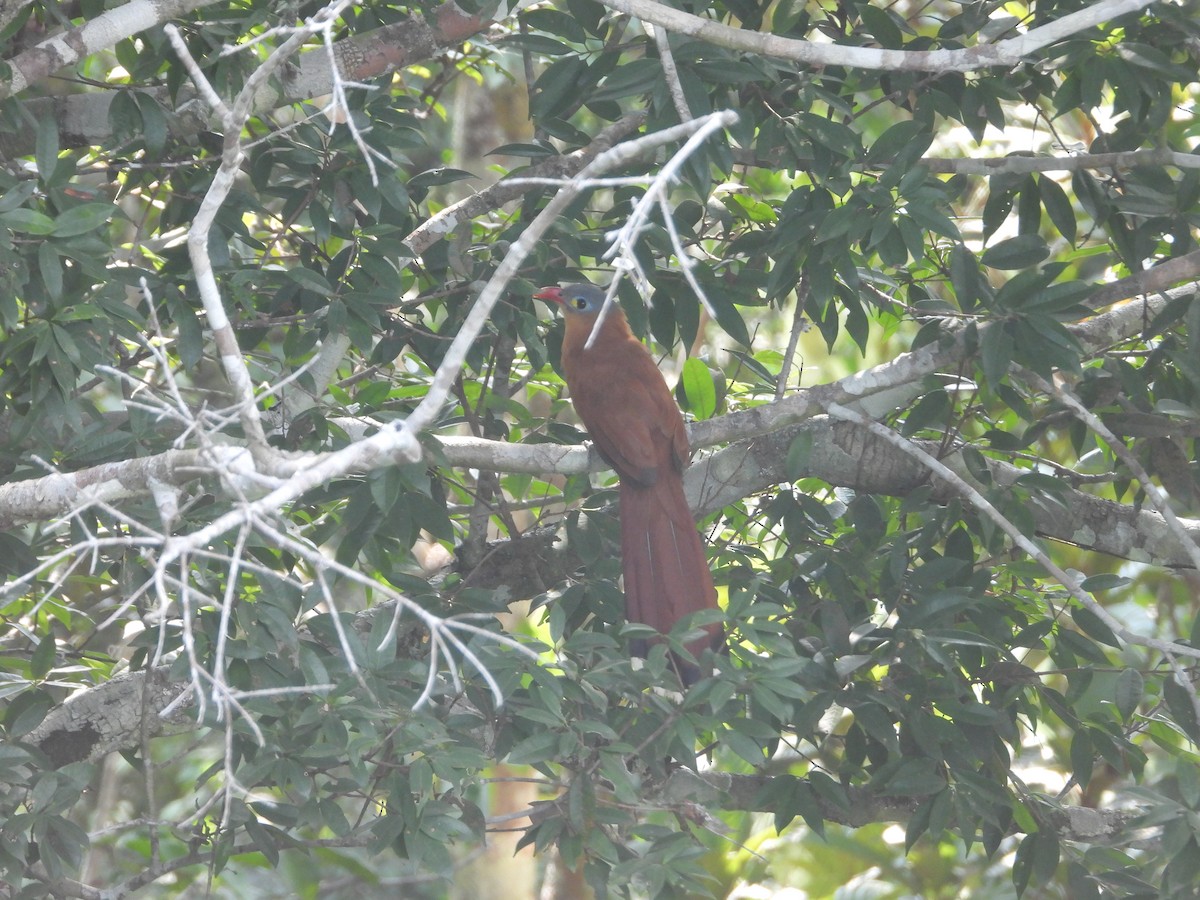 Black-bellied Cuckoo - ML623570524