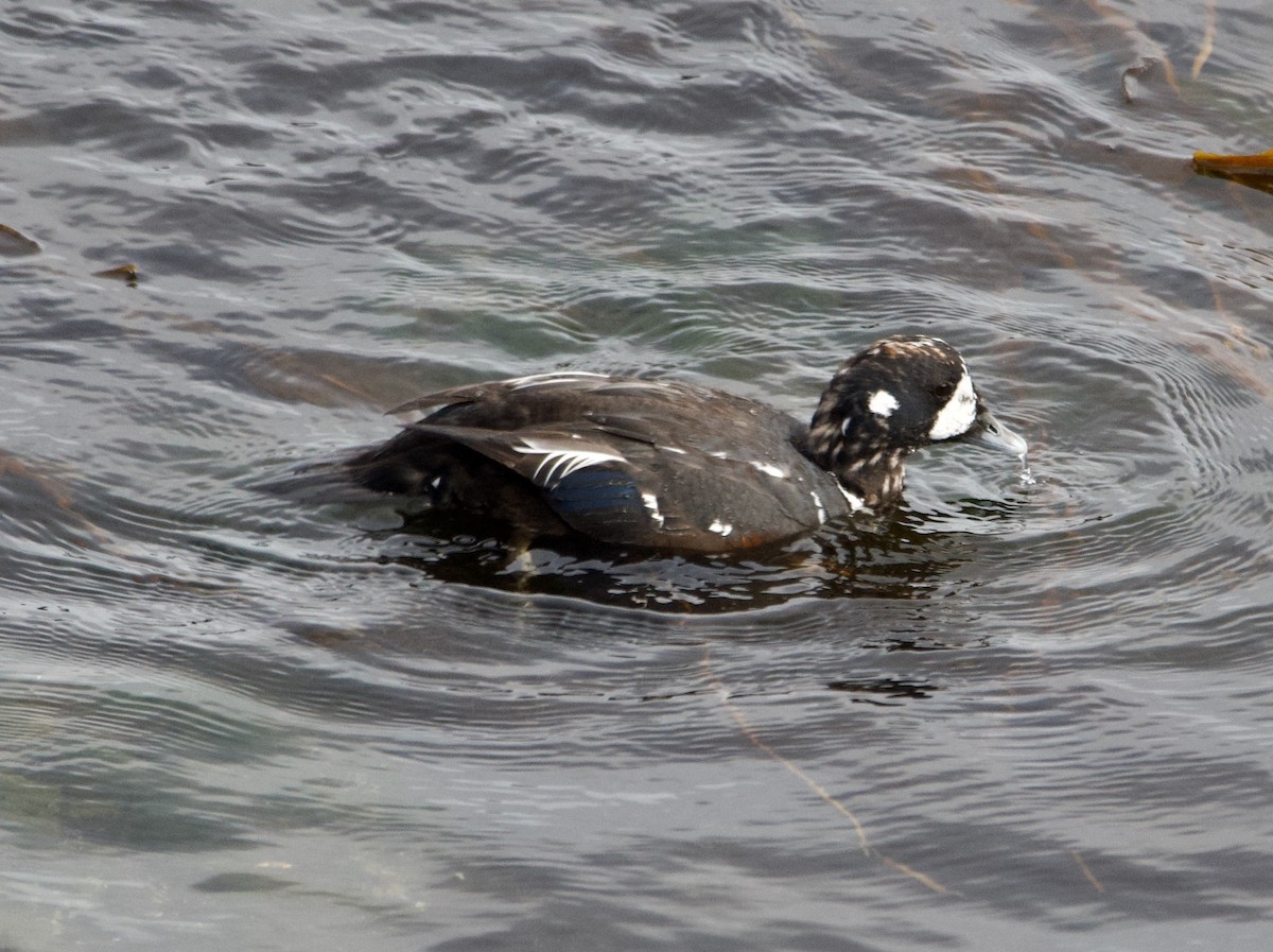 Harlequin Duck - ML623570551